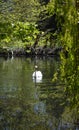 Syon Park London. Royalty Free Stock Photo