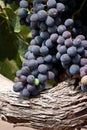 Syrah grapes Royalty Free Stock Photo