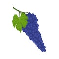 Syrah or Shiraz grape