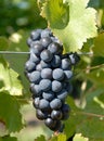 Syrah/Shiraz Grapes Royalty Free Stock Photo