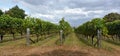 Syrah Wine Vineyard in Marlborough, New Zealand Royalty Free Stock Photo