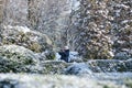 Syretsky arboretum, Kyiv, Ukraine - 01.29.2021: Old woman admires the winter nature in the park and learns to photograph her on a