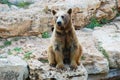 Syrian brown bear