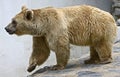 Syrian brown bear 16