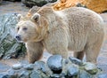 Syrian brown bear 9