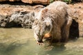 Visiting Jerusalem Biblical Zoo Royalty Free Stock Photo