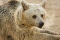 Syrian Brown Bear portrait Royalty Free Stock Photo