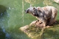 A Syrian brown bear Ursus arctos syriacus on a rock surrounded Royalty Free Stock Photo