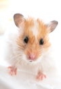 Syrian golden hamster portrait close-up