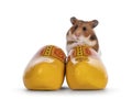 Syrian or golden hamster on white background Royalty Free Stock Photo