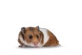 Syrian or golden hamster on white background Royalty Free Stock Photo