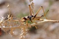 A Syrian grashopper sitting on a dried twig