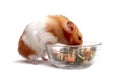 Syrian Hamster Royalty Free Stock Photo