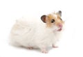 Syrian hamster Royalty Free Stock Photo