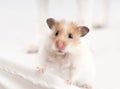 Syrian hamster Royalty Free Stock Photo