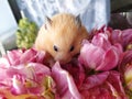 Syrian hamster in the bouquet of flowers Royalty Free Stock Photo
