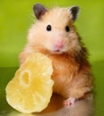 Syrian hamster with dried pineapple Royalty Free Stock Photo