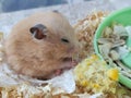 Syrian hamster eating corn