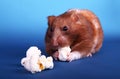 Syrian hamster eating popcorn