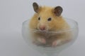 A Syrian hamster Mesocricetus auratus is eating sunflower seeds. Royalty Free Stock Photo