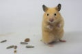 A Syrian hamster is eating sunflower seeds. Royalty Free Stock Photo