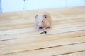 Syrian hamster eating sunflower seeds on wooden background Royalty Free Stock Photo