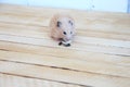 Syrian hamster eating sunflower seeds on wooden background Royalty Free Stock Photo