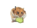 Syrian hamster eats cucumber isolated on white