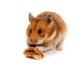 Syrian Hamster Goldhamster (Mesocricetus auratus) Royalty Free Stock Photo