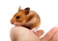 Syrian Hamster, Goldhamster (Mesocricetus auratus) Royalty Free Stock Photo