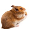 Syrian Hamster, Goldhamster (Mesocricetus auratus)