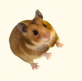 Syrian Hamster, Goldhamster (Mesocricetus auratus) Royalty Free Stock Photo