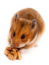 Syrian Hamster, Goldhamster (Mesocricetus auratus) Royalty Free Stock Photo