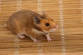 Syrian Hamster, Goldhamster (Mesocricetus auratus) Royalty Free Stock Photo