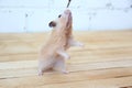 Syrian hamster hand fed on wooden background Royalty Free Stock Photo