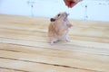 Syrian hamster hand fed on wooden background Royalty Free Stock Photo
