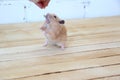 Syrian hamster hand fed on wooden background Royalty Free Stock Photo