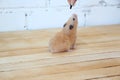 Syrian hamster hand fed on wooden background Royalty Free Stock Photo