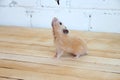 Syrian hamster hand fed on wooden background Royalty Free Stock Photo