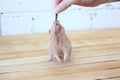 Syrian hamster hand fed on wooden background Royalty Free Stock Photo