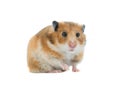 Syrian hamster isolated Royalty Free Stock Photo