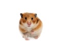 Syrian hamster isolated Royalty Free Stock Photo