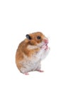 Syrian hamster isolated on white Royalty Free Stock Photo