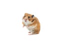 Syrian hamster isolated on white Royalty Free Stock Photo