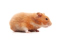 Syrian hamster isolated on white background Royalty Free Stock Photo