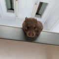 Syrian hamster just standing and being extremely cute