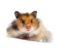 hamster looks on a white background