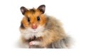 hamster looks on a white background