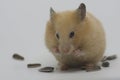 A Syrian hamster Mesocricetus auratus is eating sunflower seeds. Royalty Free Stock Photo