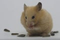 A Syrian hamster Mesocricetus auratus is eating sunflower seeds. Royalty Free Stock Photo